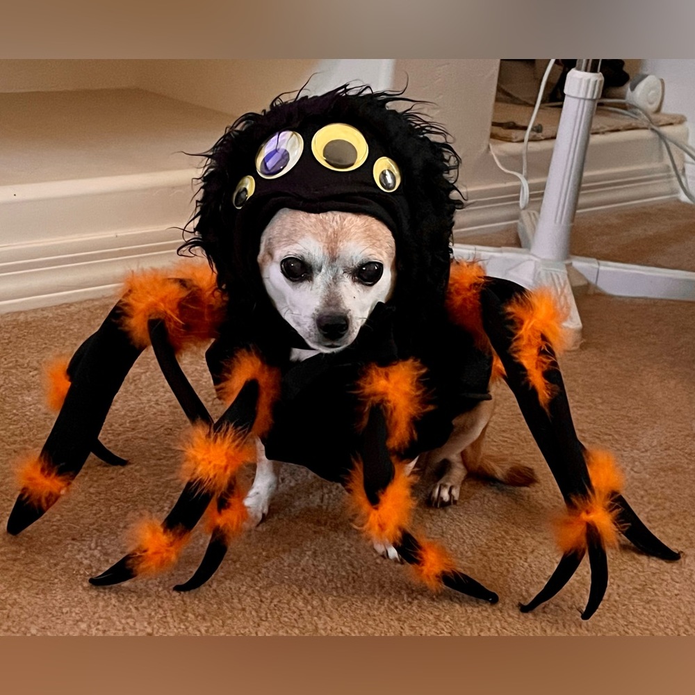 Spider Pup Costume